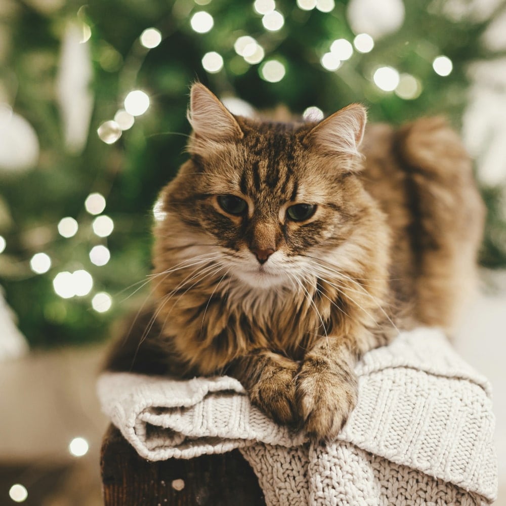 Why Quality Diagnostics Are Essential Pet cat sitting